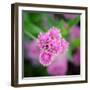 Cropped Garden Flowers IV-Laura DeNardo-Framed Photographic Print