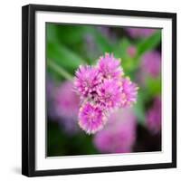 Cropped Garden Flowers IV-Laura DeNardo-Framed Photographic Print