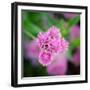 Cropped Garden Flowers IV-Laura DeNardo-Framed Photographic Print