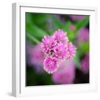 Cropped Garden Flowers IV-Laura DeNardo-Framed Photographic Print