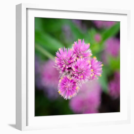 Cropped Garden Flowers IV-Laura DeNardo-Framed Photographic Print