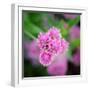 Cropped Garden Flowers IV-Laura DeNardo-Framed Photographic Print