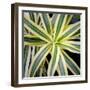 Cropped Garden Leaves I-Laura DeNardo-Framed Photographic Print