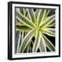 Cropped Garden Leaves I-Laura DeNardo-Framed Photographic Print