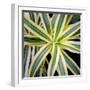 Cropped Garden Leaves I-Laura DeNardo-Framed Photographic Print