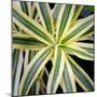 Cropped Garden Leaves I-Laura DeNardo-Mounted Photographic Print