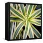 Cropped Garden Leaves I-Laura DeNardo-Framed Stretched Canvas