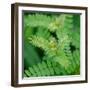 Cropped Garden Leaves II-Laura DeNardo-Framed Photographic Print