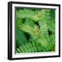 Cropped Garden Leaves II-Laura DeNardo-Framed Photographic Print