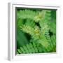 Cropped Garden Leaves II-Laura DeNardo-Framed Photographic Print