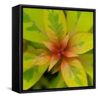 Cropped Garden Leaves III-Laura DeNardo-Framed Stretched Canvas