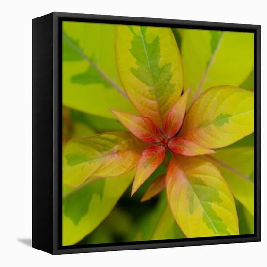 Cropped Garden Leaves III-Laura DeNardo-Framed Stretched Canvas