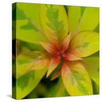 Cropped Garden Leaves III-Laura DeNardo-Stretched Canvas