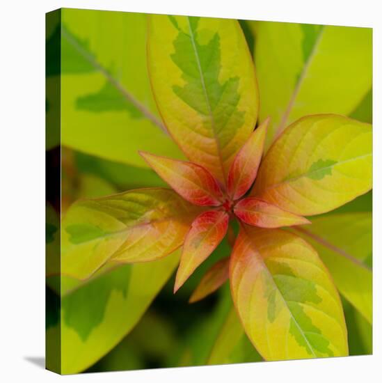 Cropped Garden Leaves III-Laura DeNardo-Stretched Canvas