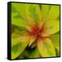 Cropped Garden Leaves III-Laura DeNardo-Framed Stretched Canvas