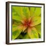 Cropped Garden Leaves III-Laura DeNardo-Framed Photographic Print