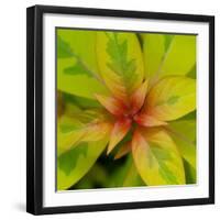 Cropped Garden Leaves III-Laura DeNardo-Framed Photographic Print