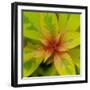 Cropped Garden Leaves III-Laura DeNardo-Framed Photographic Print