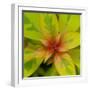 Cropped Garden Leaves III-Laura DeNardo-Framed Photographic Print