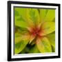 Cropped Garden Leaves III-Laura DeNardo-Framed Photographic Print