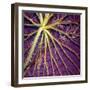 Cropped Garden Leaves IV-Laura DeNardo-Framed Photographic Print