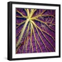 Cropped Garden Leaves IV-Laura DeNardo-Framed Photographic Print