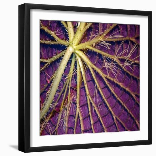 Cropped Garden Leaves IV-Laura DeNardo-Framed Photographic Print