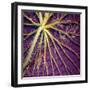 Cropped Garden Leaves IV-Laura DeNardo-Framed Photographic Print