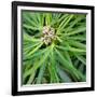 Cropped Garden Leaves V-Laura DeNardo-Framed Photographic Print