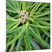 Cropped Garden Leaves V-Laura DeNardo-Mounted Photographic Print