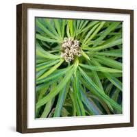 Cropped Garden Leaves V-Laura DeNardo-Framed Photographic Print