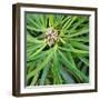 Cropped Garden Leaves V-Laura DeNardo-Framed Photographic Print