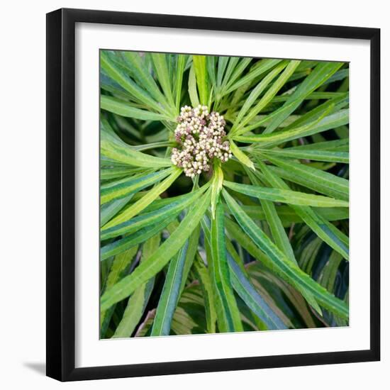 Cropped Garden Leaves V-Laura DeNardo-Framed Photographic Print