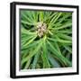 Cropped Garden Leaves V-Laura DeNardo-Framed Photographic Print