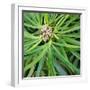 Cropped Garden Leaves V-Laura DeNardo-Framed Photographic Print