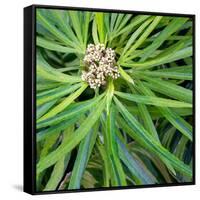 Cropped Garden Leaves V-Laura DeNardo-Framed Stretched Canvas