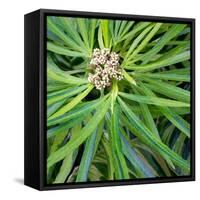 Cropped Garden Leaves V-Laura DeNardo-Framed Stretched Canvas