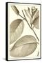 Cropped Sepia Botanical II-Vision Studio-Framed Stretched Canvas