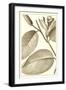 Cropped Sepia Botanical II-Vision Studio-Framed Art Print