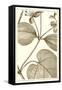 Cropped Sepia Botanical V-Vision Studio-Framed Stretched Canvas