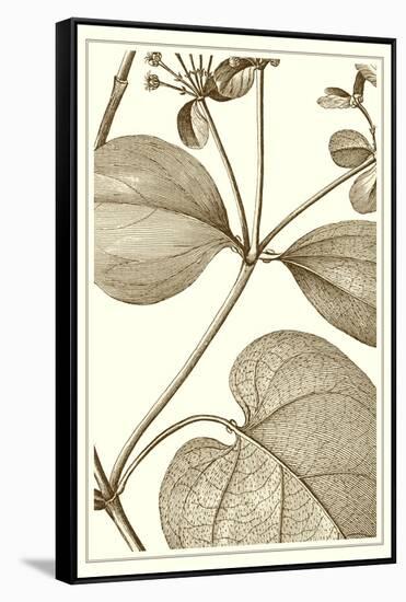 Cropped Sepia Botanical V-Vision Studio-Framed Stretched Canvas