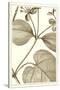 Cropped Sepia Botanical V-Vision Studio-Stretched Canvas