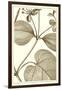 Cropped Sepia Botanical V-Vision Studio-Framed Art Print