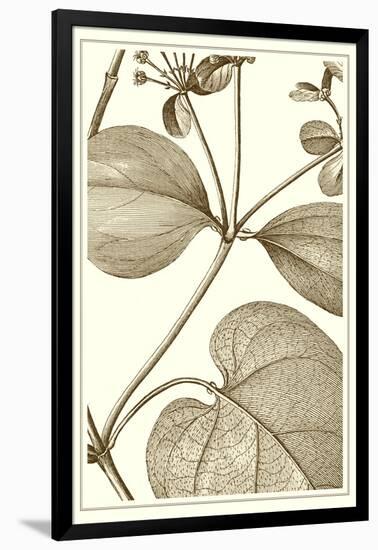 Cropped Sepia Botanical V-Vision Studio-Framed Art Print