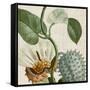 Cropped Turpin Tropicals II-Vision Studio-Framed Stretched Canvas