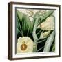 Cropped Turpin Tropicals III-Vision Studio-Framed Art Print