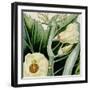 Cropped Turpin Tropicals III-Vision Studio-Framed Art Print