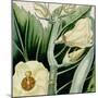 Cropped Turpin Tropicals III-Vision Studio-Mounted Art Print