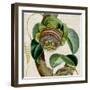 Cropped Turpin Tropicals IV-Vision Studio-Framed Art Print