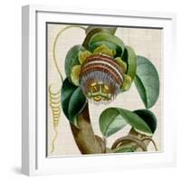 Cropped Turpin Tropicals IV-Vision Studio-Framed Art Print
